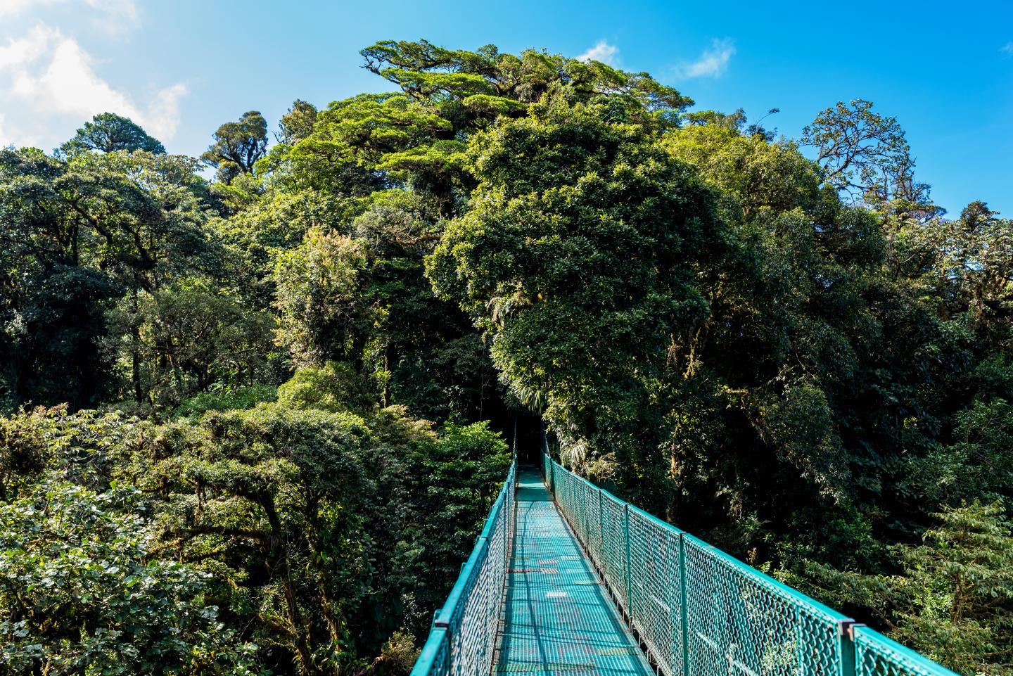 Hanging Bridges in Forest - Walking in the trees